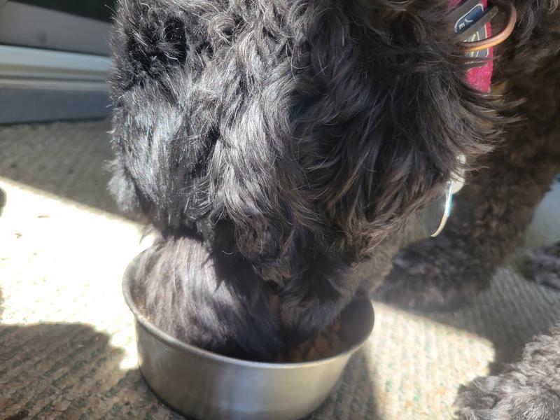 Dogs love it as food topper