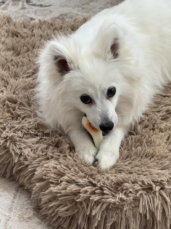 NYLABONE Power Chew Knuckle Bone & Pop-In Treat Dog Toy Combo
