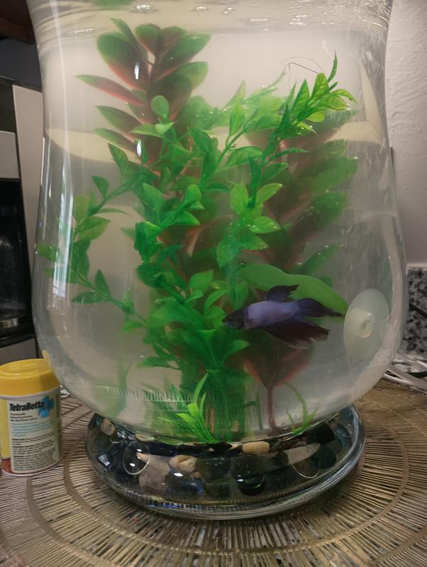 Homemade betta fish tank hotsell