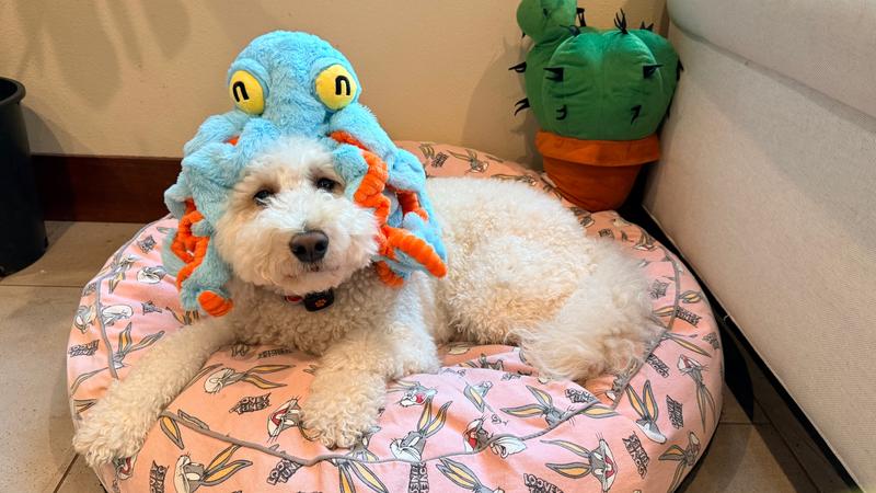 My adorable Mochi！