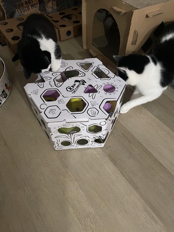 Two cats happily sharing a Cat Amazing box