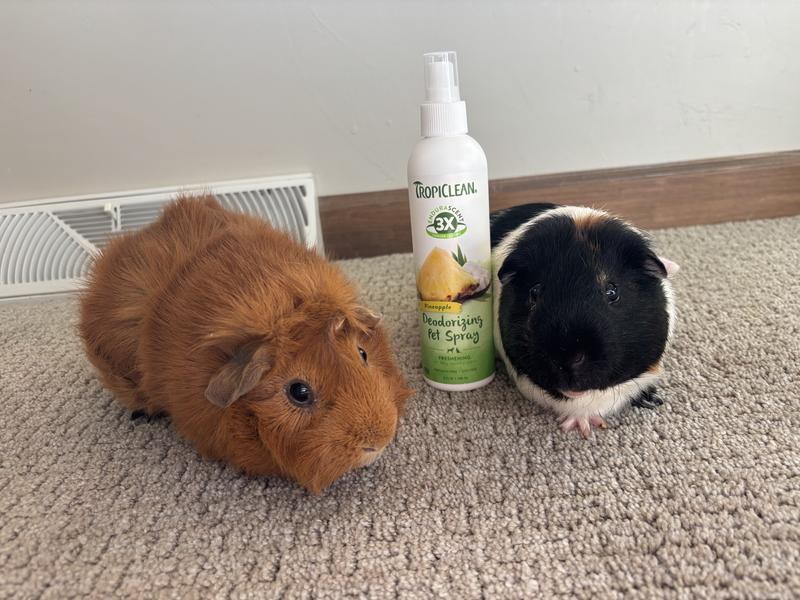 Chocolate & Chip “wheek” of excitement from their tropical oasis spruce!