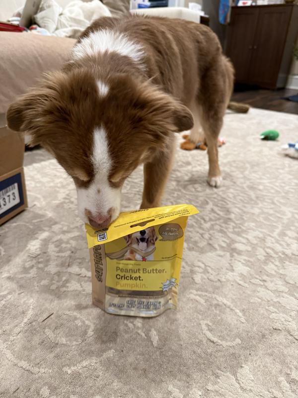 If sniffs could open a bag!