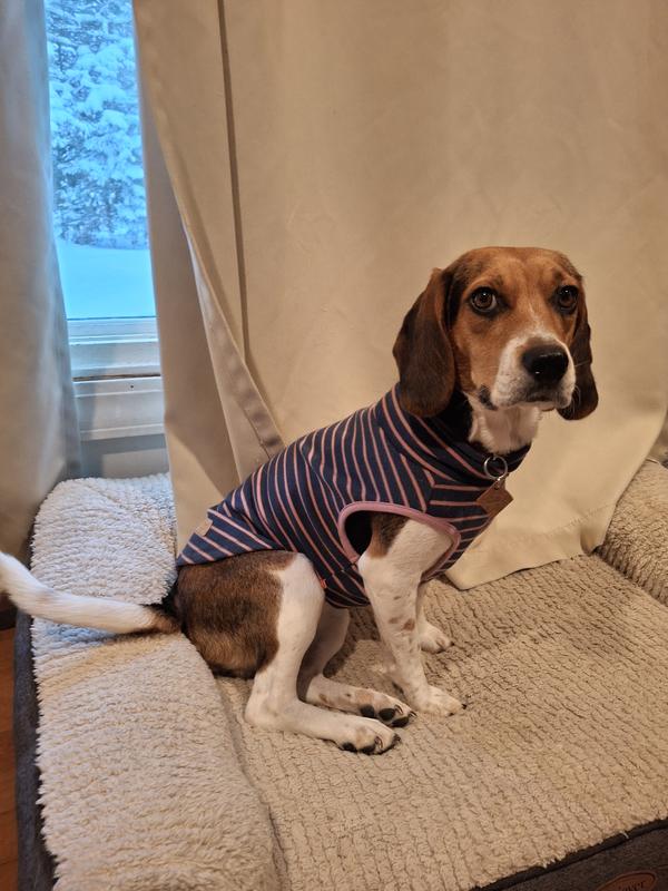 Rosie the Beagle Basset