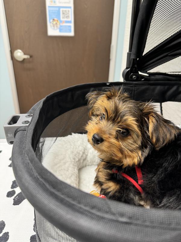 Being a good dog at the doctors!