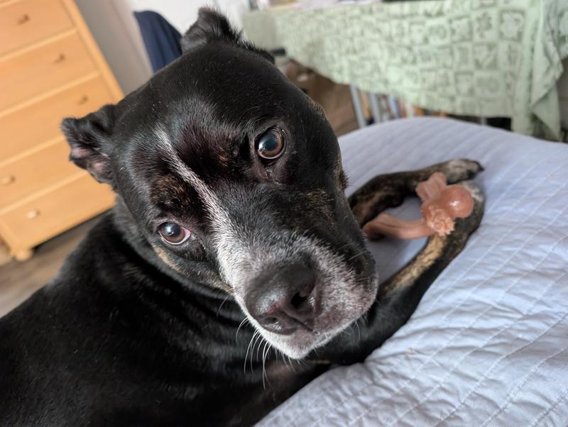 I interrupted his chew session 🫣