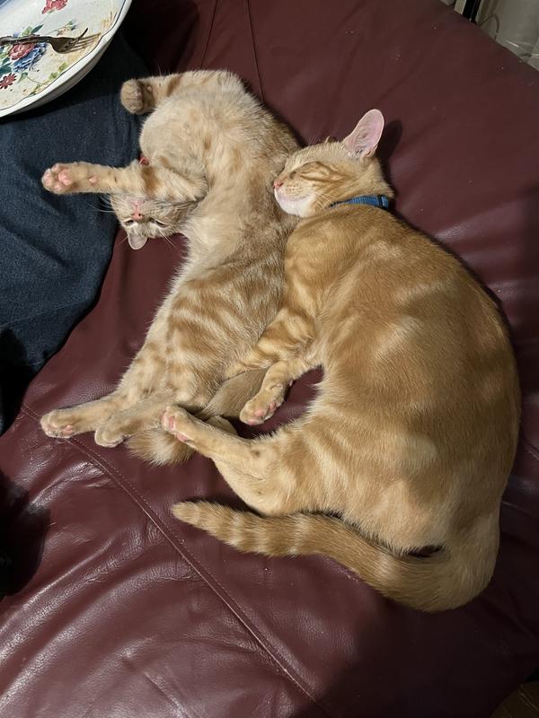 Brother and sister... Phil and Lil (from the Rug Rats) having a good nap