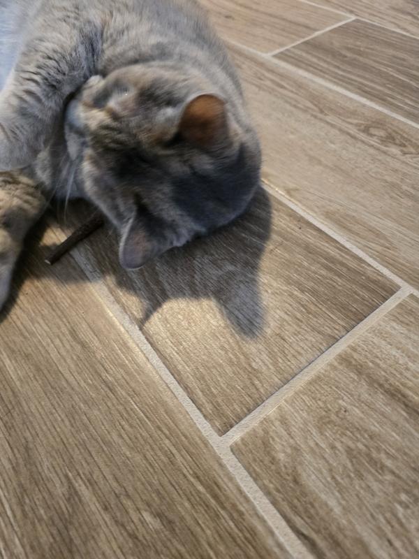 Charm rolling around on the Kitty Ka Boom Stick