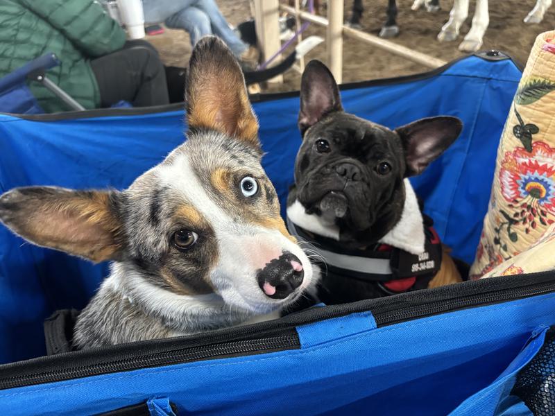 Baxter & Beau