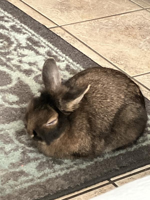 This is our little Buddy!