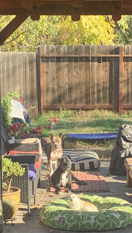 My three tester subjects