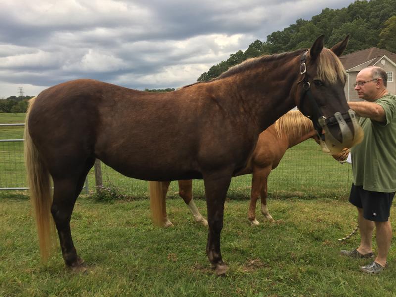 23 yr.old Rocky Mountain mare
