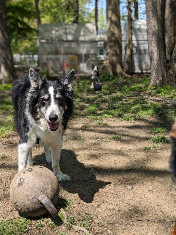 Key 14.5 year old border collie