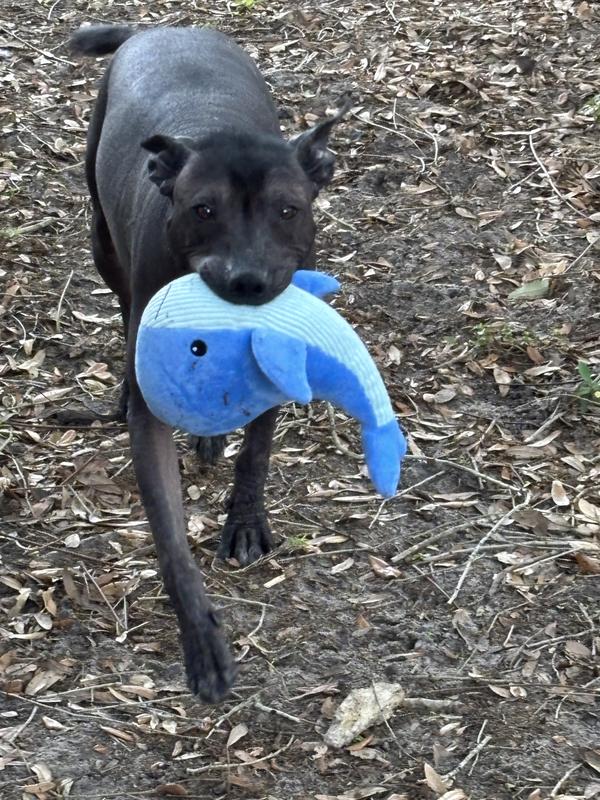 Fetch!