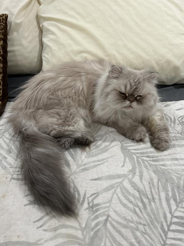 Wolverine……Lilac Lynx Point Himalayan 🐾