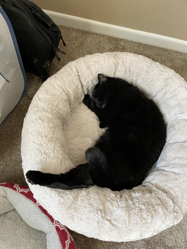 My rescue Joey taking his afternoon nap
