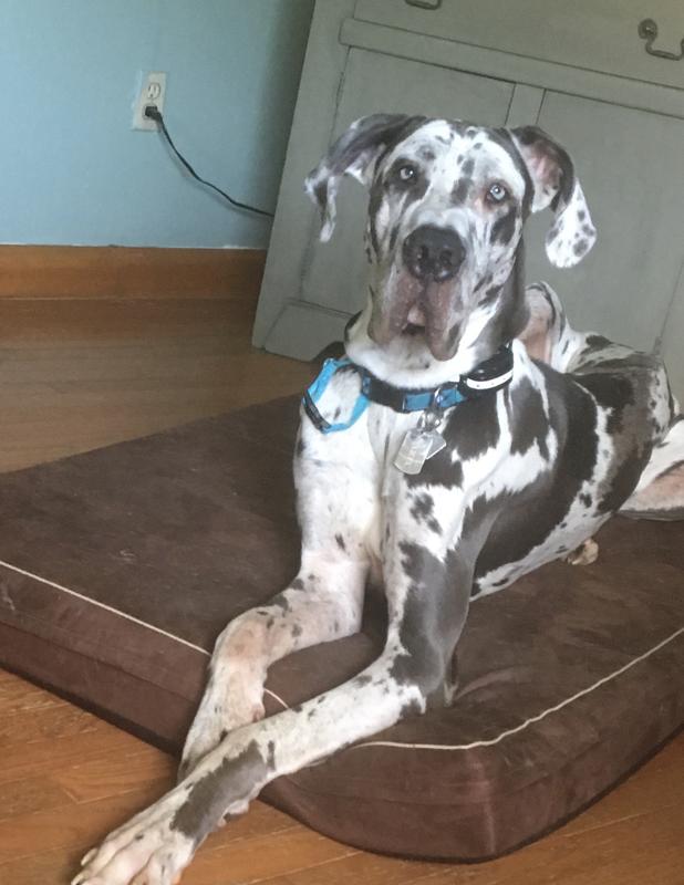 My Great Dane Xerxes