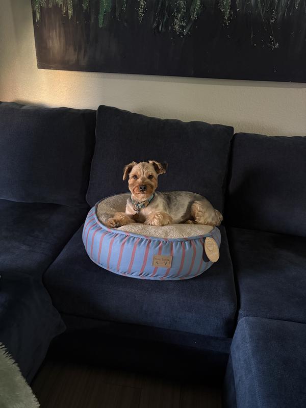 Comfort & a Classy Canine