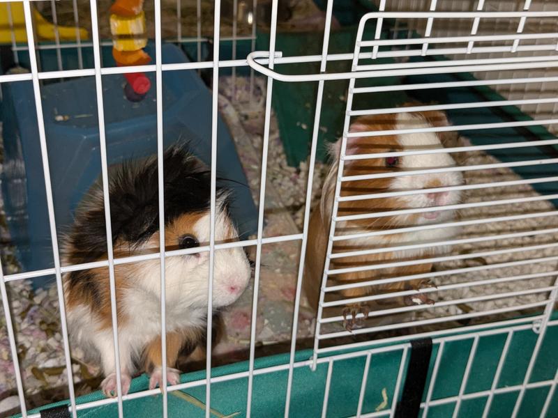 My big boys Goober Marquise and Zapp Ezekiel ❤️