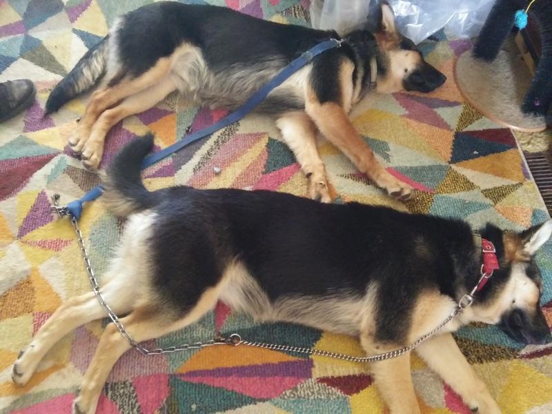 Even when napping, melon ball is kept close