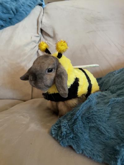 Eli in the bee costume