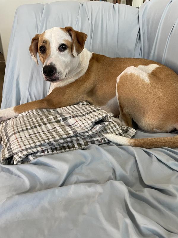 Great buy and great treats