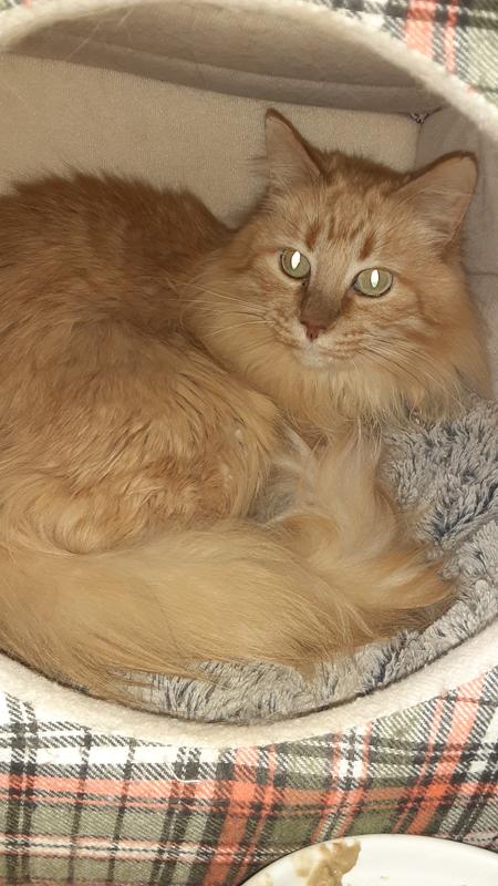 Contentment after dinner