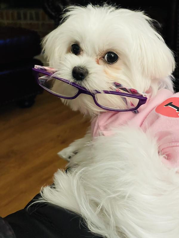 MILKBONE Original Puppy Biscuit Dog Treats, 16oz box