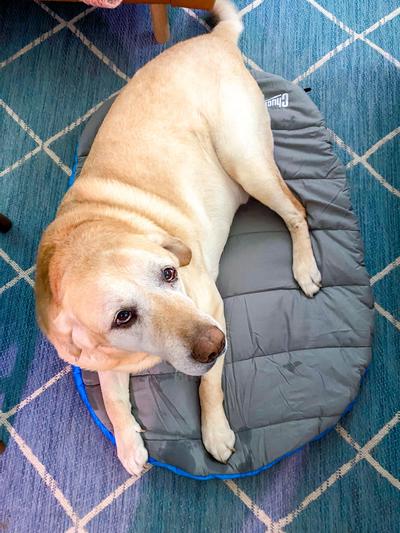 Chuck it outlet dog bed