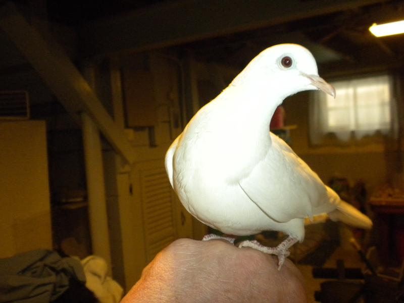My oldest dove is over 32 years old. They have been on Kaytee Dove Mix since day one.