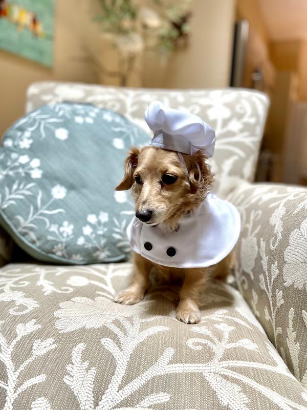 Pet Krewe Chef Uniform Dog Costume