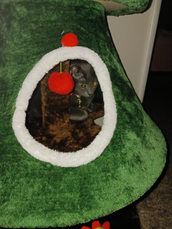 Sassy in the bottom tent