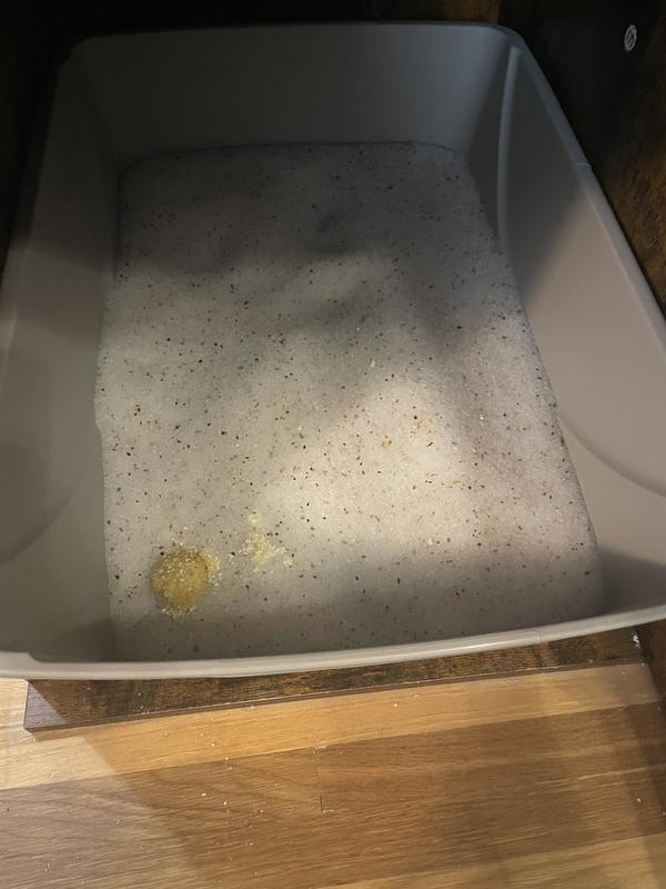 1 minute after I put Tidy Cats alert in their box