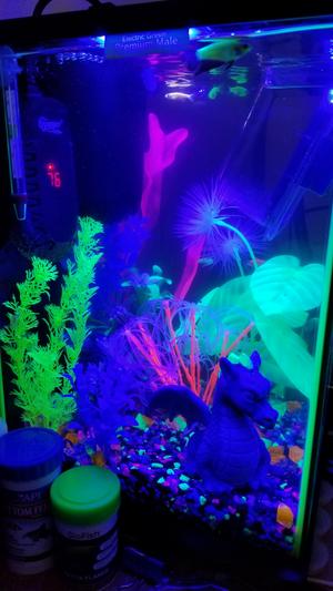 GLOFISH Driftwood Aquarium Ornament, Large