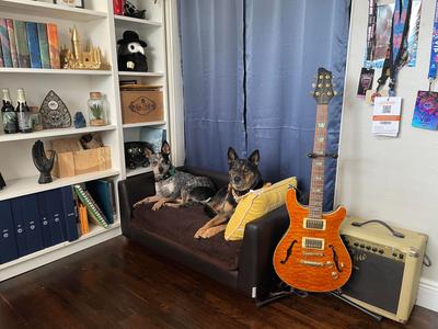 Two 30lb dogs on the size large bed with replaced mattress