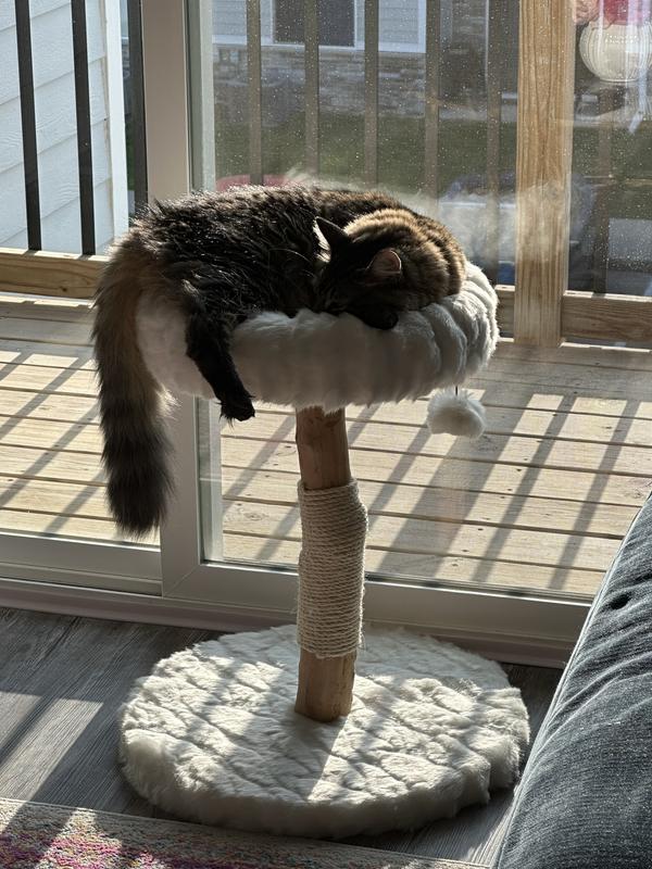 FRISCO Natural Wood Modern Cat Tree with Toy, Ivory, Small