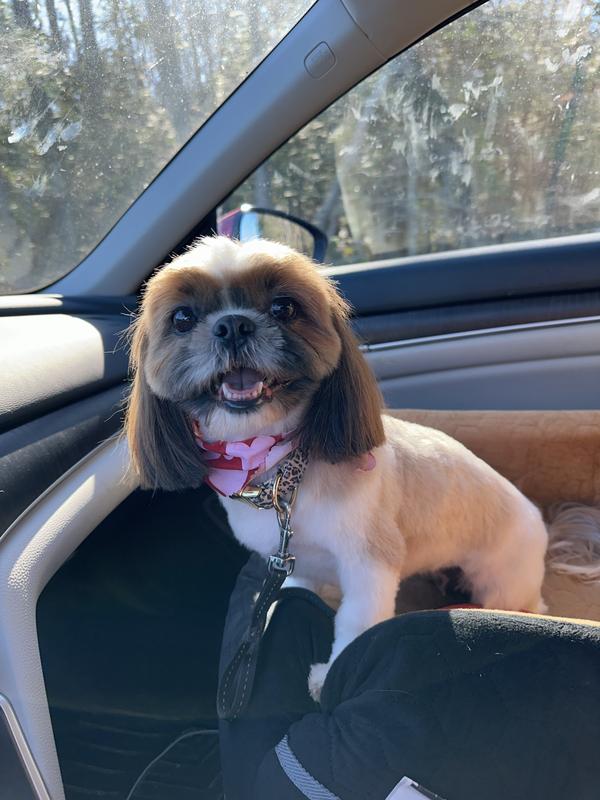 Yes I’m cute but I am stubborn!