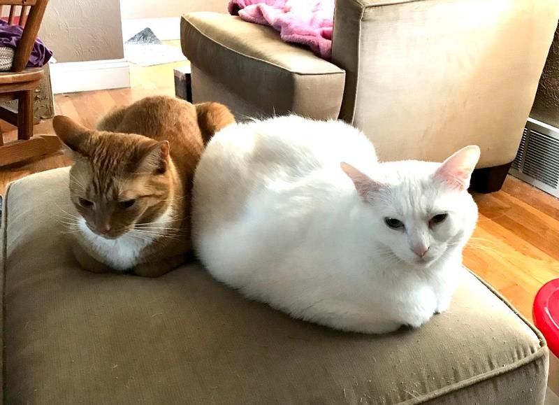 Sherlock (The Ginger Kitty) & Miss Watson (The Floof)
