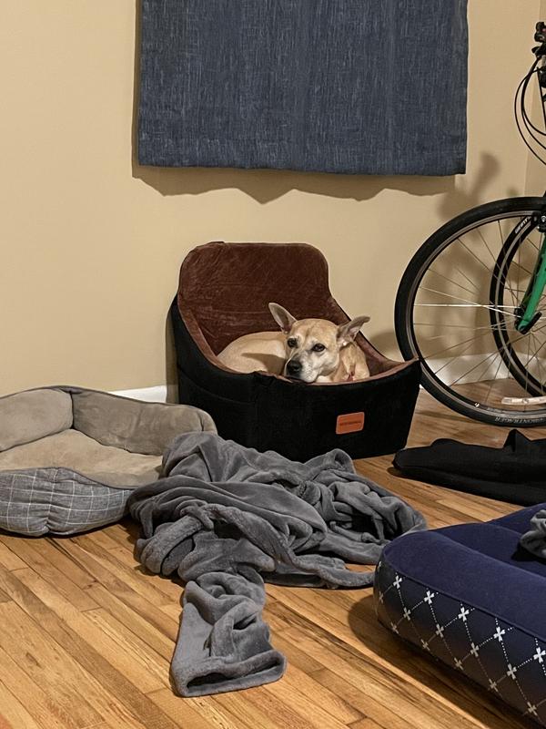 Feral and enjoying some creature comforts