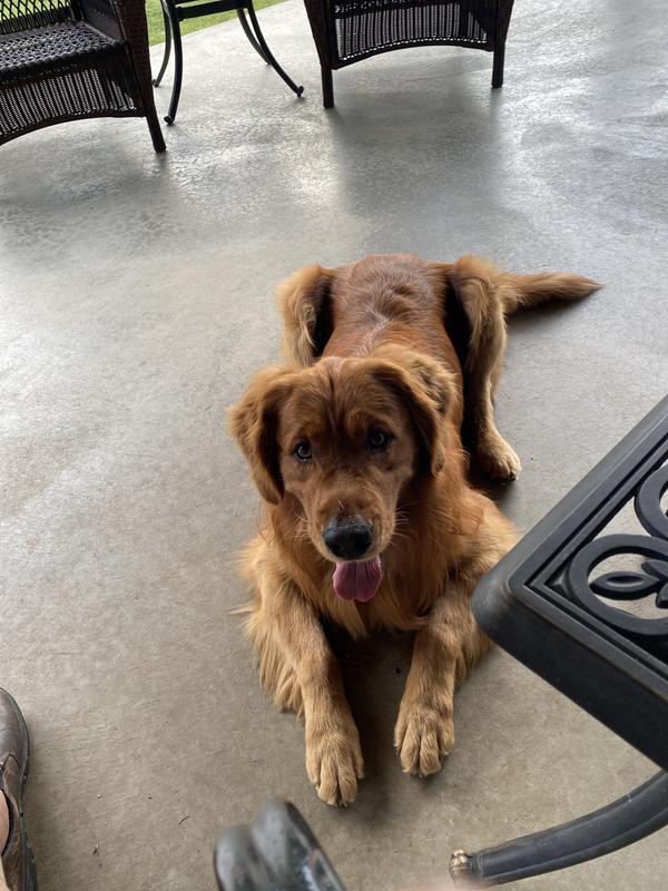 This guy‘s number seven great dogs love them to death