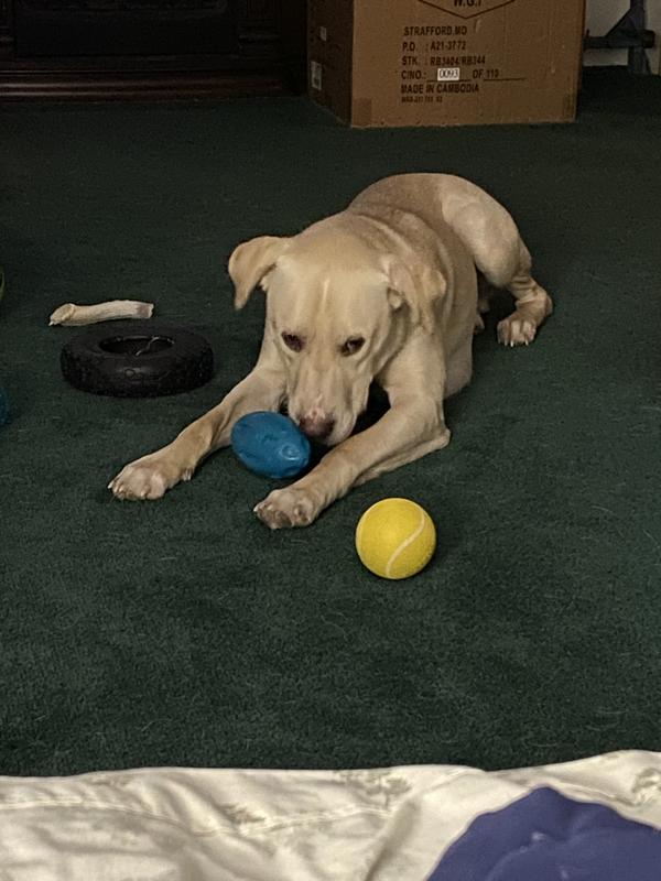 Super Chewer Sampson