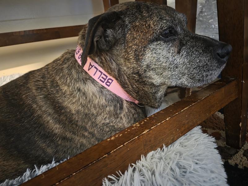 Our girl, Bella, sporting her new collar