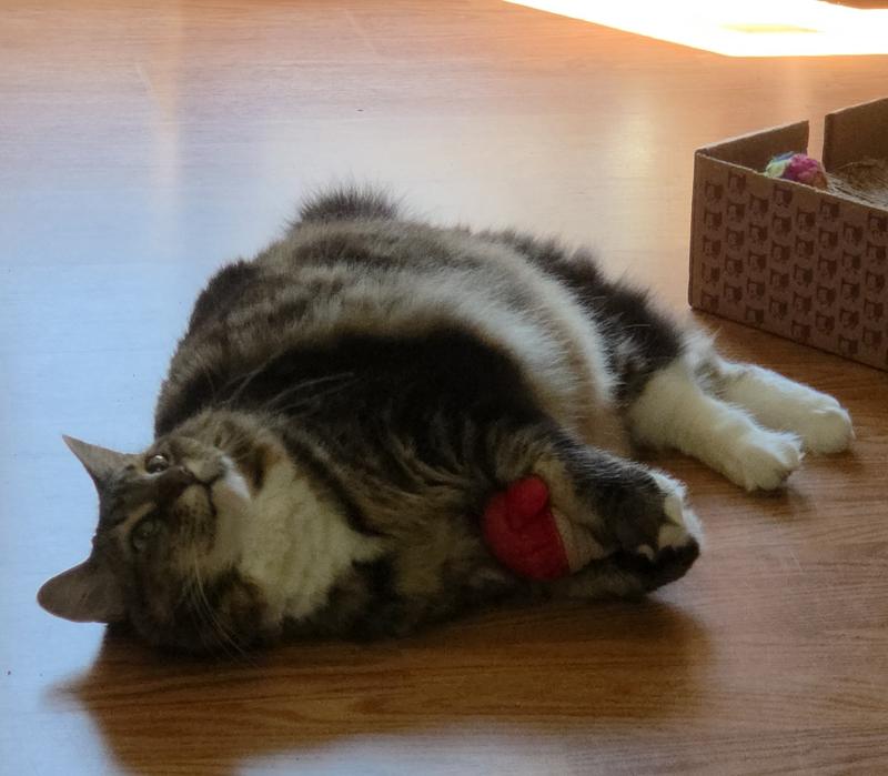 Mozzie (f) 7 years old