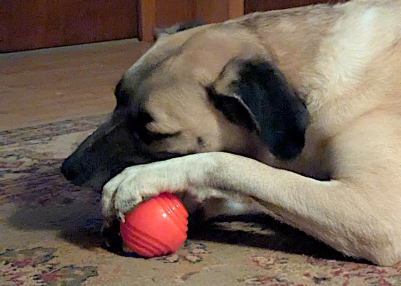 Cebu loves his Looped Ball Toy!