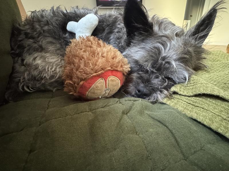 Ham nap