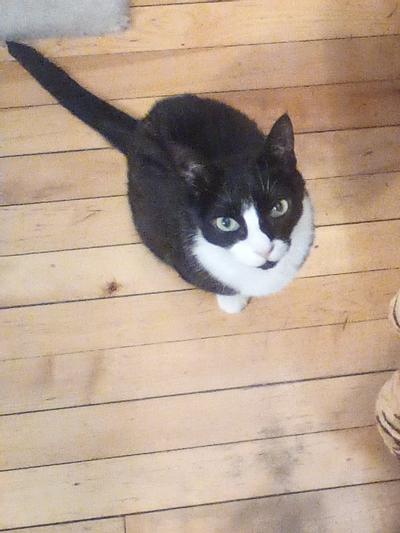 Cooper waiting for breakfast