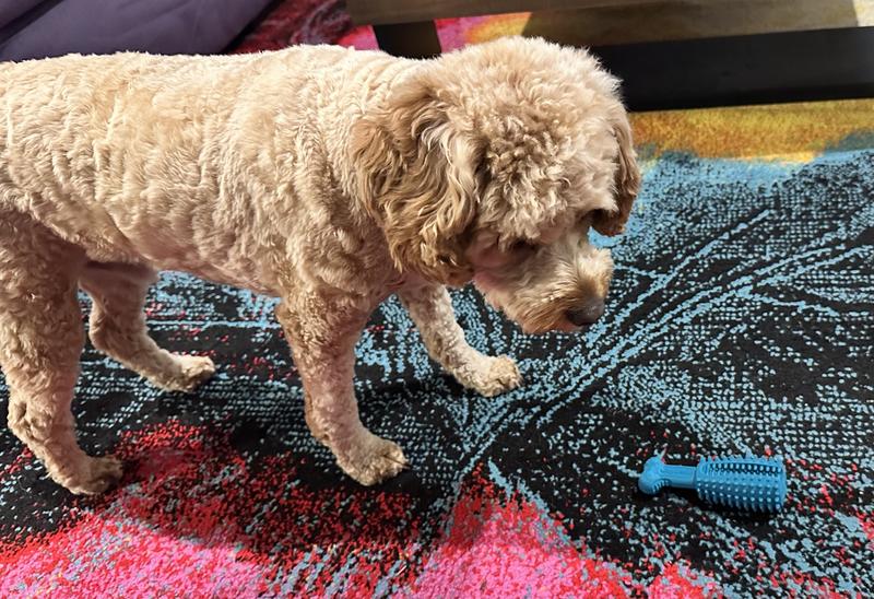 Picture of dog observing his chewed up toy
