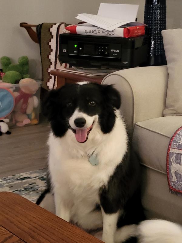 My pretty border collie