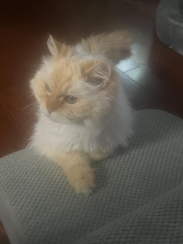 Simba chilling on his top step