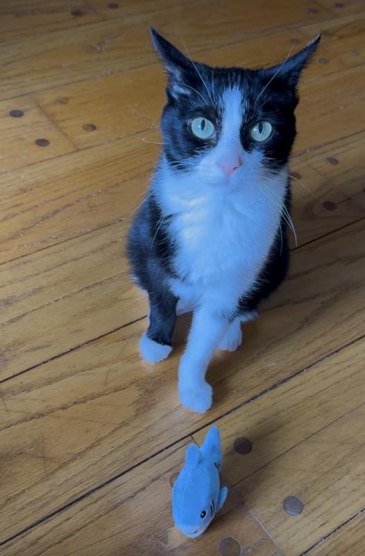 Nique finally got a chance with this cute shark toy!